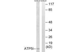Western blot analysis of extracts from COLO cells, using ATP5I antibody. (ATP5I Antikörper  (C-Term))