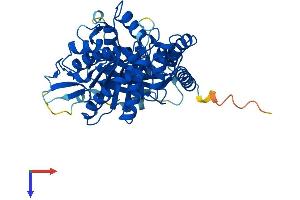 TUBA1A Protein (AA 1-451) (His tag)