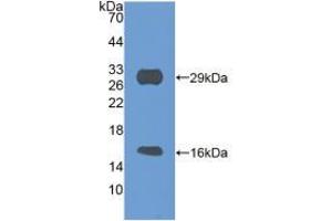 Western blot analysis of recombinant Mouse SIRT3. (SIRT3 Antikörper  (AA 5-257))