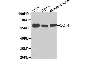 Western blot analysis of extracts of various cell lines, using CCT4 antibody (ABIN5973931) at 1/1000 dilution. (CCT4 Antikörper)