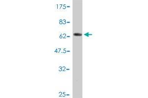 Western Blotting (WB) image for anti-SH3-Domain GRB2-Like Endophilin B1 (SH3GLB1) (AA 1-365) antibody (ABIN565528)