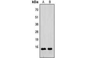 Western blot analysis of Relaxin 3 expression in HeLa (A), Raw264.