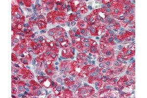 Anti-SKP2 antibody IHC staining of human adrenal.