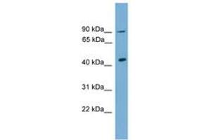 Image no. 1 for anti-Doublesex and Mab-3 Related Transcription Factor 1 (DMRT1) (C-Term) antibody (ABIN6744585) (DMRT1 Antikörper  (C-Term))