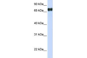 WB Suggested Anti-PLEKHA4 Antibody Titration:  0. (PLEKHA4 Antikörper  (N-Term))
