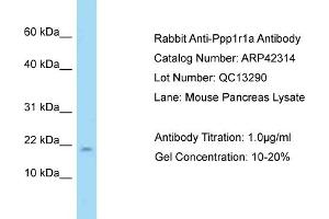 Host: Rabbit Target Name: PPP1R1A Sample Tissue: Mouse Pancreas Antibody Dilution: 1ug/ml (PPP1R1A Antikörper  (N-Term))