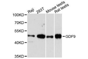 Western blot analysis of extracts of various cell lines, using GDF9 antibody. (GDF9 Antikörper  (AA 205-454))