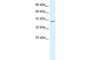 WB Suggested Anti-POU2F2 Antibody Titration:  1. (Oct-2 Antikörper  (N-Term))
