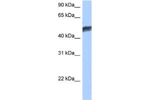 WB Suggested Anti-HNF4G Antibody Titration:  0. (HNF4 gamma Antikörper  (C-Term))