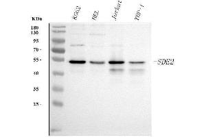 Western blot analysis of SDE2 using anti-SDE2 antibody (ABIN7599603). (C1orf55 Antikörper  (AA 10-447))