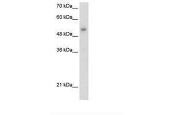 ONECUT3 antibody  (AA 374-423)