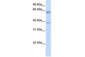 Image no. 1 for anti-RNA Binding Motif Protein 39 (RBM39) (N-Term) antibody (ABIN6740680)