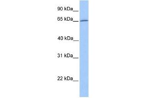 DYNC1I1 antibody used at 1 ug/ml to detect target protein.