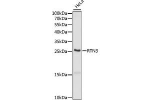 Western blot analysis of extracts of HeLa cells, using RTN3 antibody (ABIN7269929) at 1:1000 dilution. (Reticulon 3 Antikörper  (C-Term))