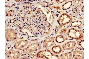 Immunohistochemistry of paraffin-embedded human kidney tissue using ABIN7147925 at dilution of 1:100 (CPSF6 Antikörper  (AA 186-226))