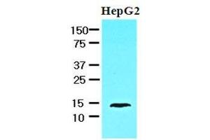 Cell lysates of HepG2 (30 ug) were resolved by SDS-PAGE, transferred to nitrocellulose membrane and probed with anti-human FABP1 (1:1000).