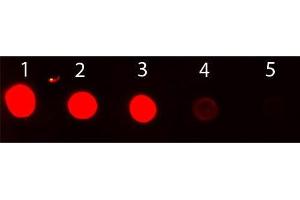 Dot Blot of Rabbit IgG Antibody Fluorescein Conjugated. (Huhn anti-Kaninchen IgG (Heavy & Light Chain) Antikörper (FITC) - Preadsorbed)