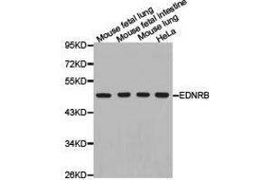 Western Blotting (WB) image for anti-Endothelin Receptor Type B (EDNRB) antibody (ABIN1872425)