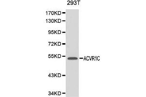 Western blot analysis of 293T cell lysate using ACVR1C antibody. (ACVR1C/ALK7 Antikörper  (AA 22-113))