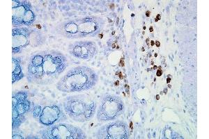 Immunohistochemistry analysis using Mouse Anti-Hsp90 Monoclonal Antibody, Clone D7alpha .