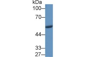 Western Blot; Sample: Porcine Stomach lysate; Primary Ab: 1µg/ml Rabbit Anti-Human VF Antibody Second Ab: 0. (NAMPT Antikörper  (AA 1-491))