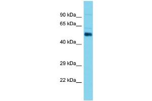 Host: Rabbit Target Name: Aldh1a2 Sample Type: Mouse Testis lysates Antibody Dilution: 1. (ALDH1A2 Antikörper  (C-Term))