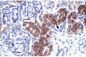 Immunohistochemical staining (Formalin-fixed paraffin-embedded sections) of human kidney with SOX18 polyclonal antibody .