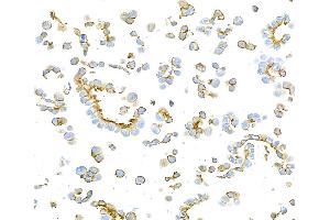 Immunocytochemistry (ICC) image for anti-Epithelial Cell Adhesion Molecule (EPCAM) (AA 24-265) antibody (ABIN7453970) (Rekombinanter EpCAM Antikörper  (AA 24-265))