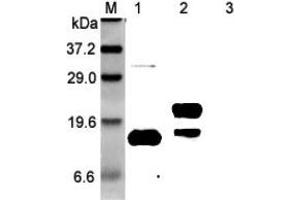Western blot analysis using anti-GITRL (human), pAb  at 1:5'000 dilution. (TNFSF18 Antikörper)