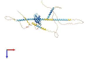 SFRS12 Protein (AA 1-508) (His tag)