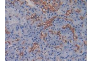 Detection of AMH in Human Pancreas Tissue using Monoclonal Antibody to Anti-Mullerian Hormone (AMH) (AMH Antikörper)