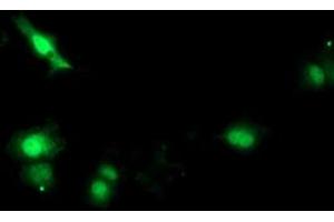 Anti-SOCS3 mouse monoclonal antibody (ABIN2454587) immunofluorescent staining of COS7 cells transiently transfected by pCMV6-ENTRY SOCS3 (RC209305). (SOCS3 Antikörper)