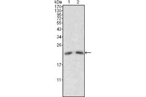 Western Blotting (WB) image for anti-Apolipoprotein M (APOM) antibody (ABIN1105422) (Apolipoprotein M Antikörper)