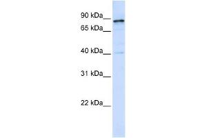 Dynamin 1 antibody used at 1 ug/ml to detect target protein. (Dynamin 1 Antikörper  (Middle Region))
