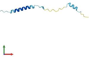 Protein Structure (PS) image for Mitochondrially Encoded ATP Synthase 8 (MT-ATP8) (AA 1-67) protein (Fc Tag) (ABIN7562737)