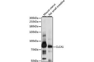 Western blot analysis of extracts of various cell lines, using CLCA1 antibody (ABIN6291657) at 1:1000 dilution. (CLCA1 Antikörper)