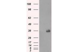 Image no. 12 for anti-Fc Fragment of IgG, Low Affinity IIa, Receptor (CD32) (FCGR2A) antibody (ABIN1497261) (FCGR2A Antikörper)