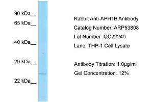 Western Blotting (WB) image for anti-Anterior Pharynx Defective 1 Homolog B (Aph1b) (C-Term) antibody (ABIN2774063) (APH1B Antikörper  (C-Term))