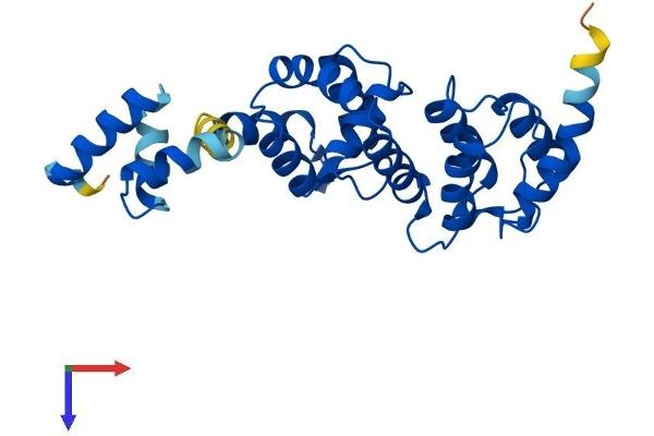 DCUN1D1 Protein (AA 1-259) (His tag)