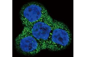 Confocal immunofluorescent analysis of PDGFRB Antibody (N-term) (ABIN392034 and ABIN2841803) with WiDr cell followed by Alexa Fluor 488-conjugated goat anti-rabbit lgG (green). (PDGFRB Antikörper  (N-Term))