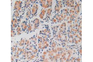IHC-P analysis of stomach tissue, with DAB staining. (Peroxiredoxin 2 Antikörper  (AA 6-164))