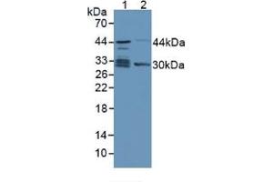 Western blot analysis of (1) Human Lung Tissue and (2) Mouse Kidney Tissue. (TPMT Antikörper  (AA 26-227))