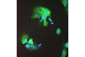 IF analysis of 14-3-3 sigma using anti-14-3-3 sigma antibody (ABIN5693156). (14-3-3 sigma/SFN Antikörper  (AA 1-248))