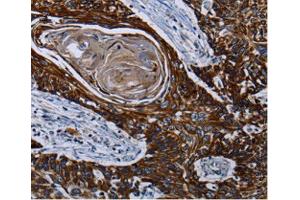 Immunohistochemistry (IHC) image for anti-Carnitine Palmitoyltransferase 2 (CPT2) antibody (ABIN3023424) (CPT2 Antikörper)