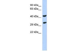 WB Suggested Anti-ASB8 Antibody Titration: 0. (ASB8 Antikörper  (N-Term))