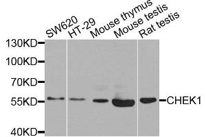 Western blot analysis of extracts of various cells, using CHEK1 antibody. (CHEK1 Antikörper)
