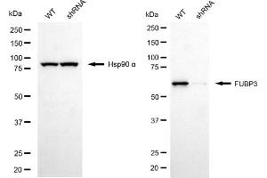 Western blotting analysis using FUBP3 antibody (ABIN7798568). (FUBP3 Antikörper)