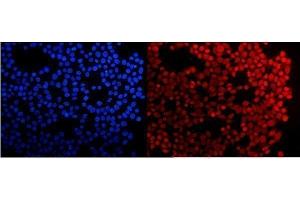 IF analysis of HMG4 using anti-HMG4 antibody (ABIN3042447). (HMGB3 Antikörper  (N-Term))