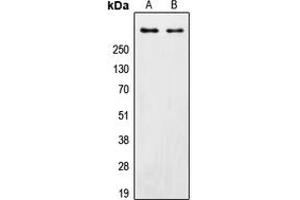 Western blot analysis of DNA-PKcs expression in HeLa (A), MCF7 (B) whole cell lysates. (PRKDC Antikörper  (C-Term))