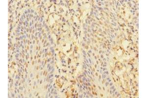 Immunohistochemistry of paraffin-embedded human tonsil tissue using ABIN7161343 at dilution of 1:100 (CHRNA1 Antikörper  (AA 25-240))